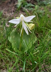 Habenaria grandifloriformis