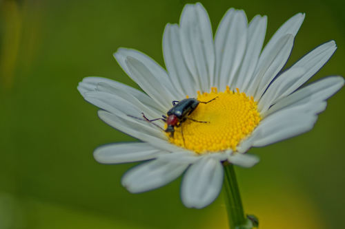 Dinoptera collaris photo 3