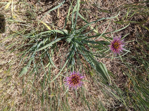 Tragopogon porrifolius iNat (3)