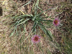 Tragopogon porrifolius