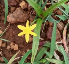 Hypoxis aurea