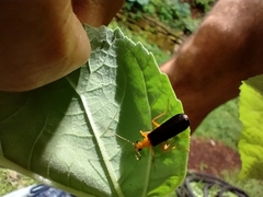 Podabrus fayi