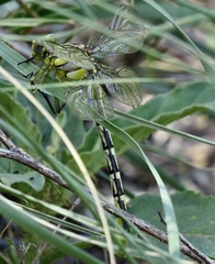 Phanogomphus militaris