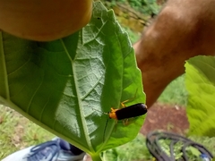 Podabrus fayi