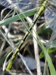 Phanogomphus militaris