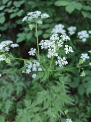Anthriscus sylvestris