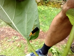 Podabrus fayi