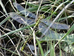 Phanogomphus militaris