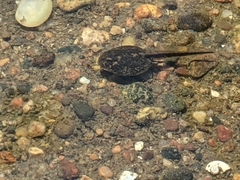 Anaxyrus