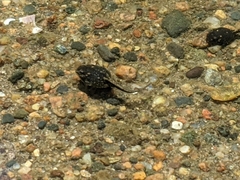 Anaxyrus