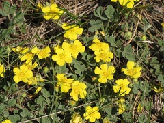 Potentilla tommasiniana
