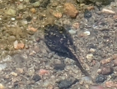 Anaxyrus