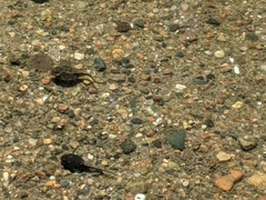 Anaxyrus