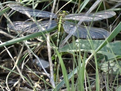 Phanogomphus militaris
