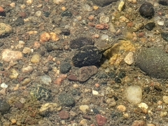 Anaxyrus