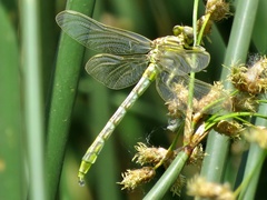 Phanogomphus militaris