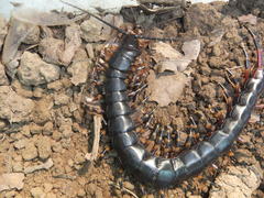 Scolopendra gigantea