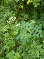 Thalictrum aquilegiifolium