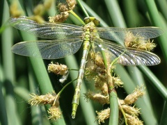 Phanogomphus militaris