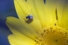 Metopoplax fuscinervis