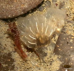 Clavelina huntsmani