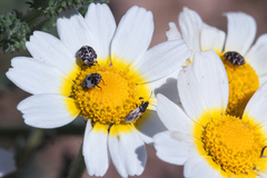 Metopoplax fuscinervis