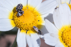 Metopoplax fuscinervis