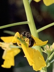 Anthophila