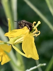 Anthophila