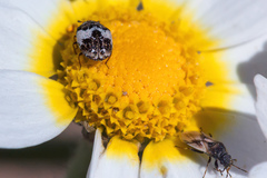 Metopoplax fuscinervis