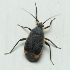 Polymerus venaticus