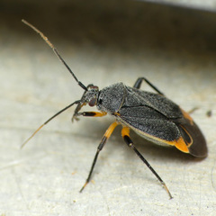 Polymerus venaticus