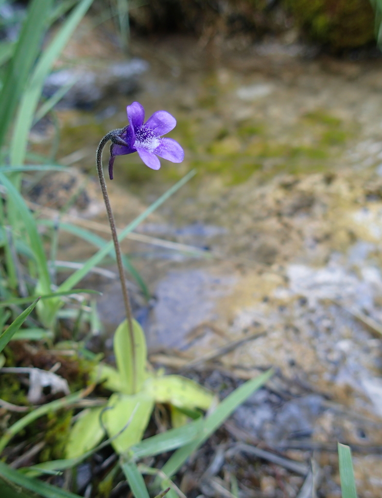 Pinguicula × scullyi