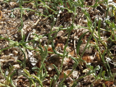 Pectocarya penicillata