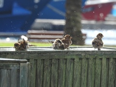 Passer domesticus