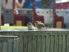 Passer domesticus