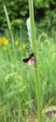 Zygaena oxytropis