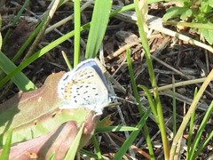 Plebejus melissa