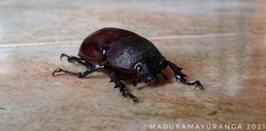 Xylotrupes meridionalis