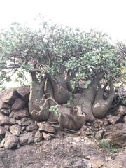 Adenium