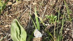 Plebejus melissa