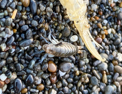 Megalorchestia pugettensis