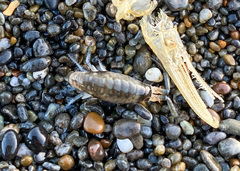 Megalorchestia pugettensis
