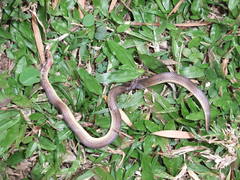 Atractus trilineatus
