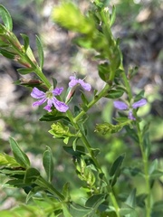 Lythrum alatum image