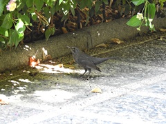 Turdus merula