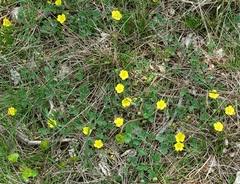 Potentilla tommasiniana