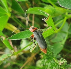 Cantharis
