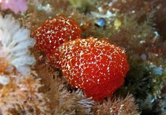 Synoicum blochmanni