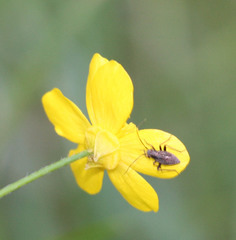 Irbisia